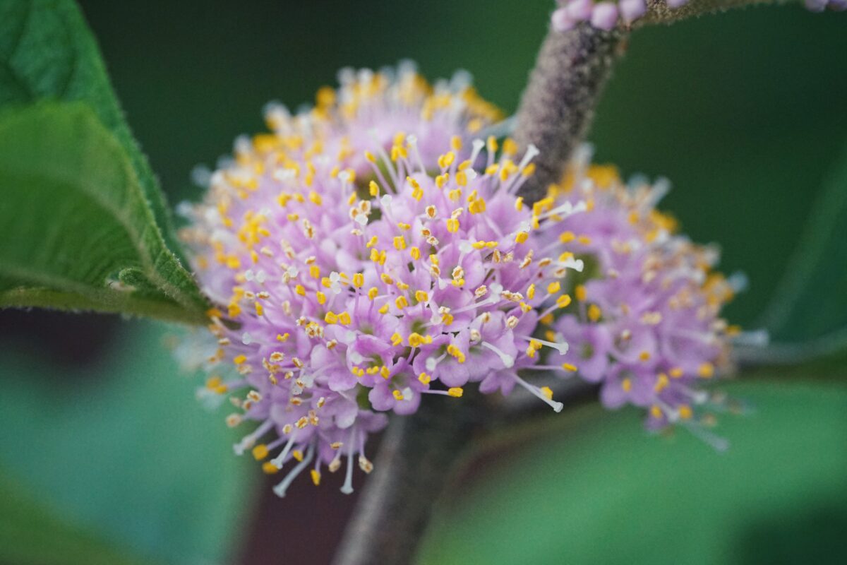 Cluster of American beautyberry's tiny light pink flowers.