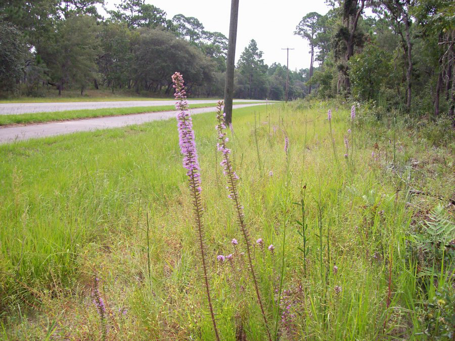 Godfrey's blazing star, Liatris provincialis