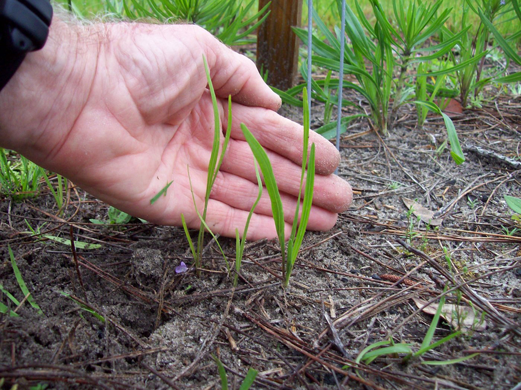 Liatris provincialis seedling