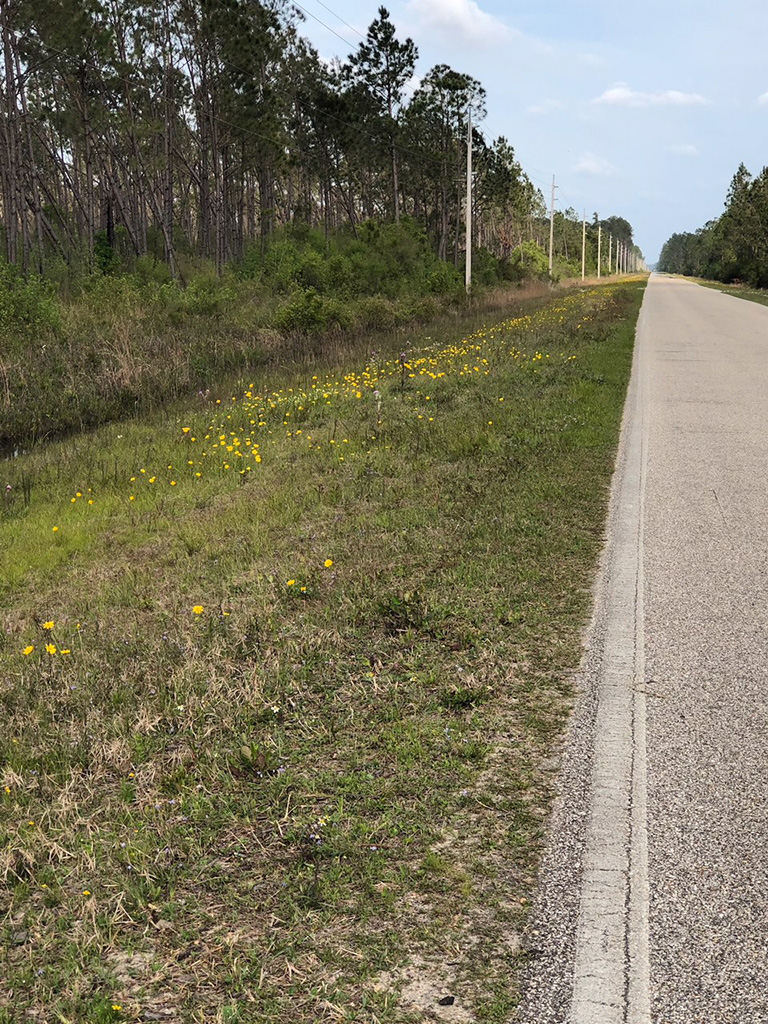 Gulf County roadside post-hurricane cleanup