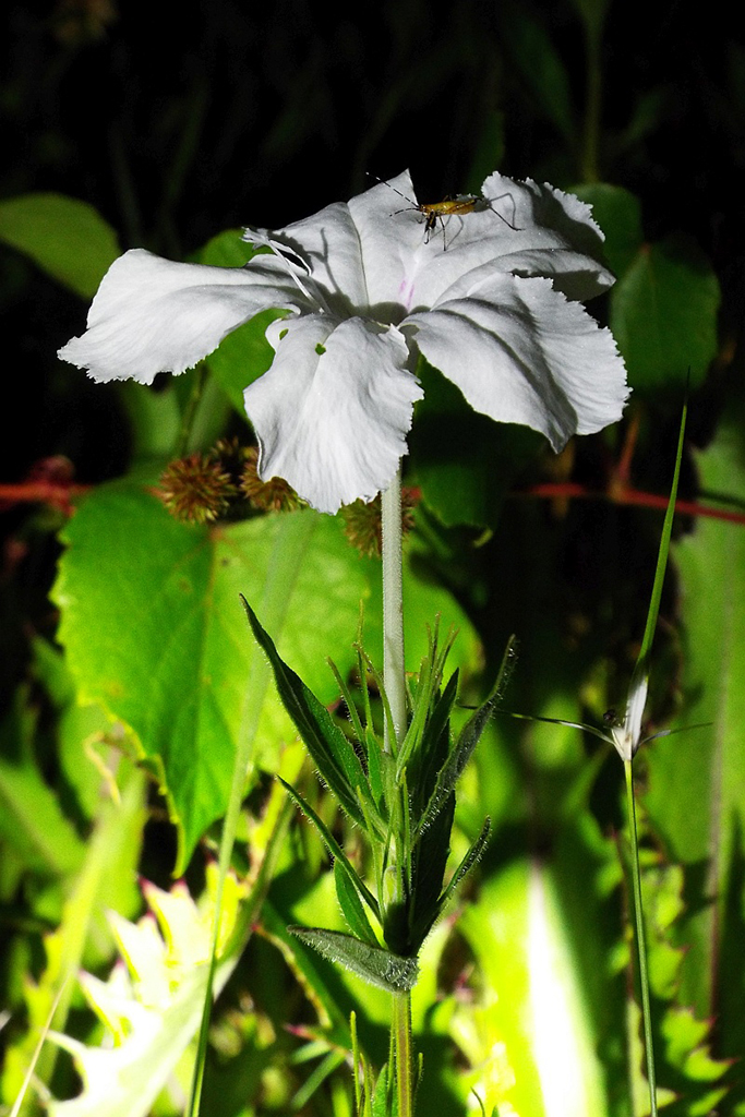 Night blooming petunia, Ruellia noctiflora