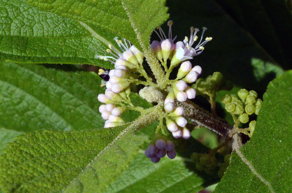 American beautyberry, Callicarpa americana