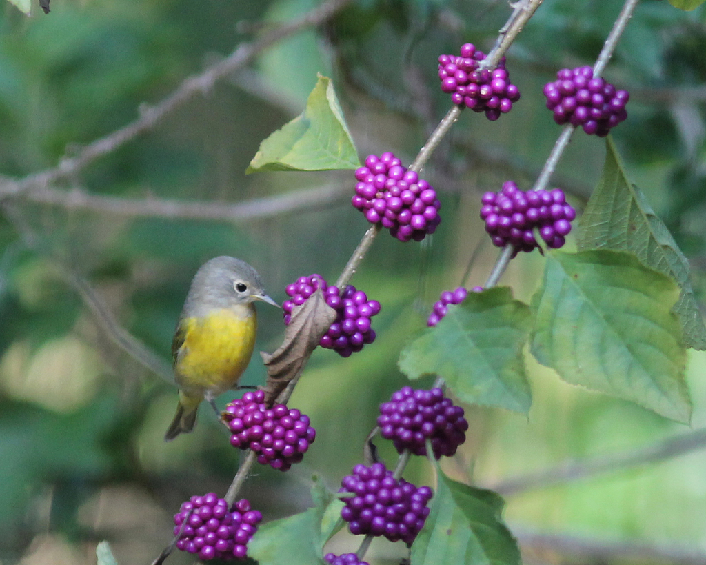 Nashville warbler on American beautyberry fruit
