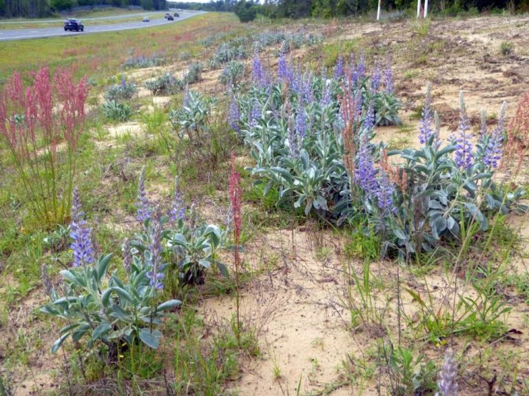 Gulf coast lupine along SR 77 in Bay County