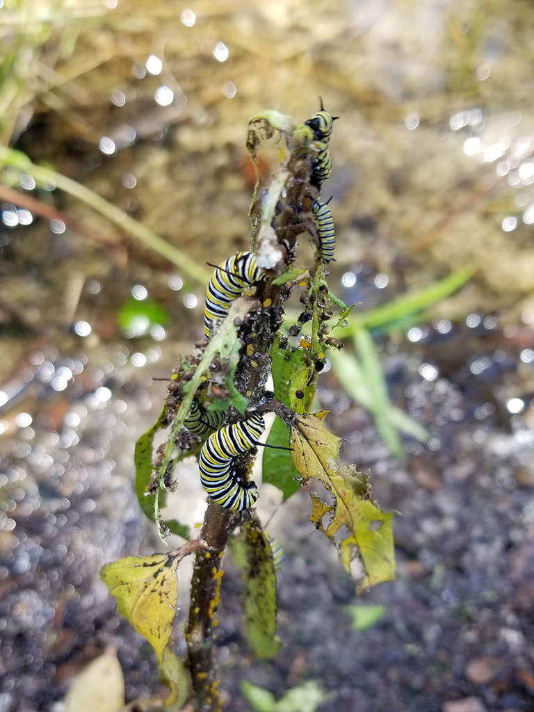 Monarch caterpillars on newly transplanted milkweed