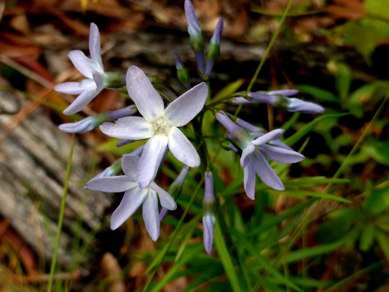 Fringed bluestar