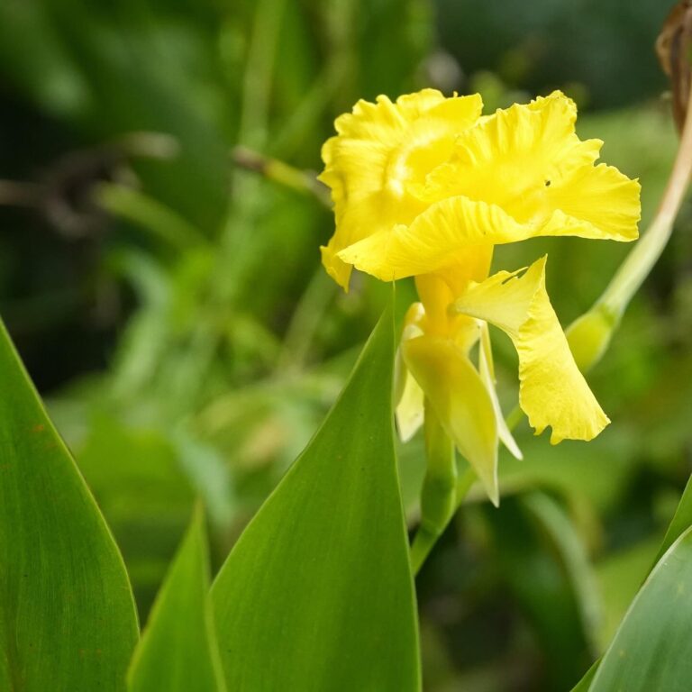 Yellow Bandanna-of-the-Everglades in flower.