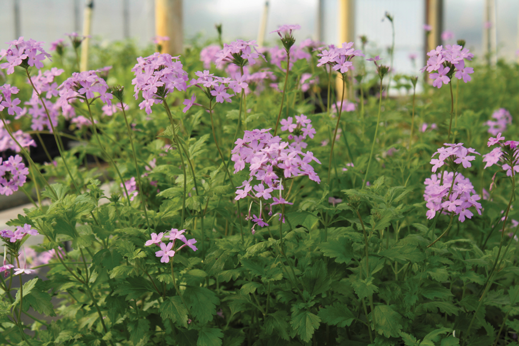 Coastal mock vervain, Glandularia maritima