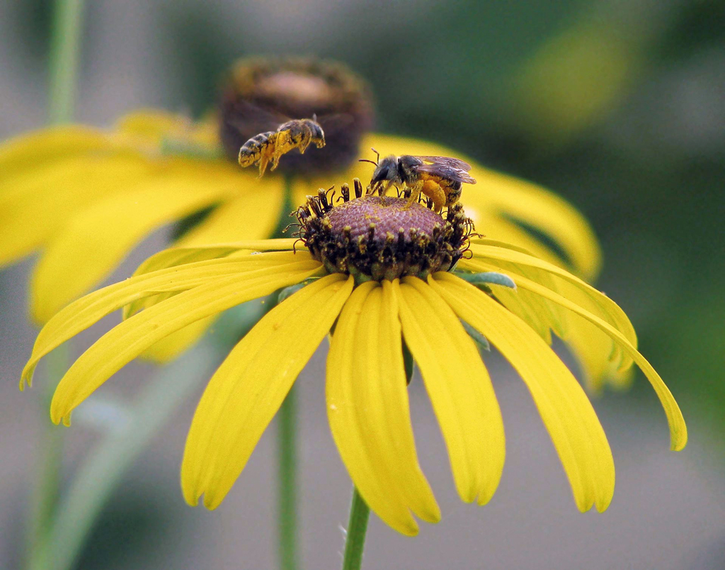 Bees on Softhair coneflower, Rudbeckia mollis