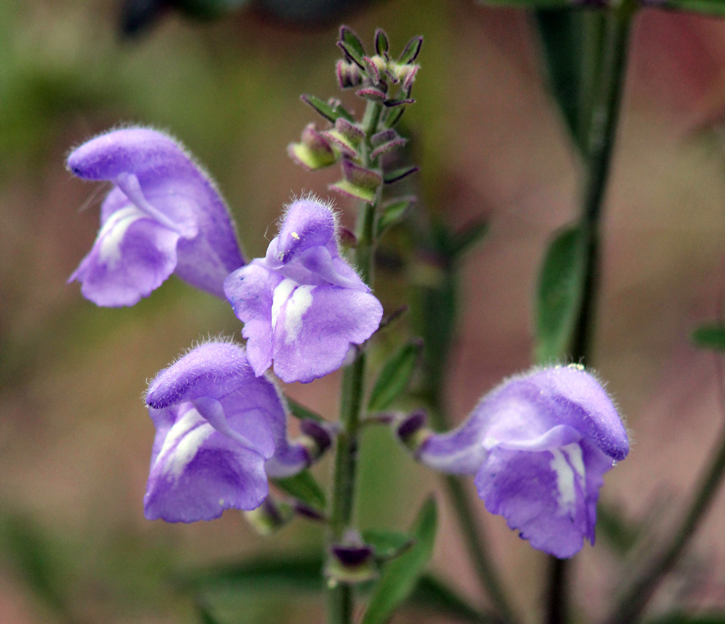 Helmet skullcap, Scutellaria integrifolia