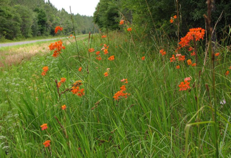 WEBINAR — Saving Roadside Wildflowers