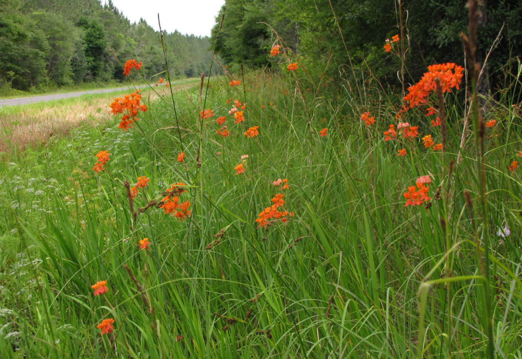 Fewflower milkweed, Asclepias lanceolata, on Dixie County roadside