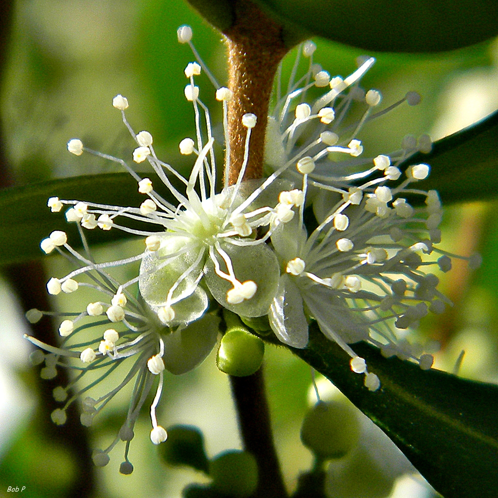 Spanish stopper, Eugenia foetida