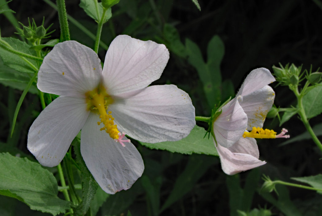 Virginia saltmarsh mallow, Kosteletzkya pentacarpos