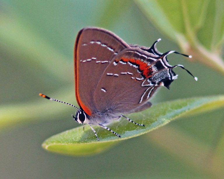 Oak hairstreak butterfly