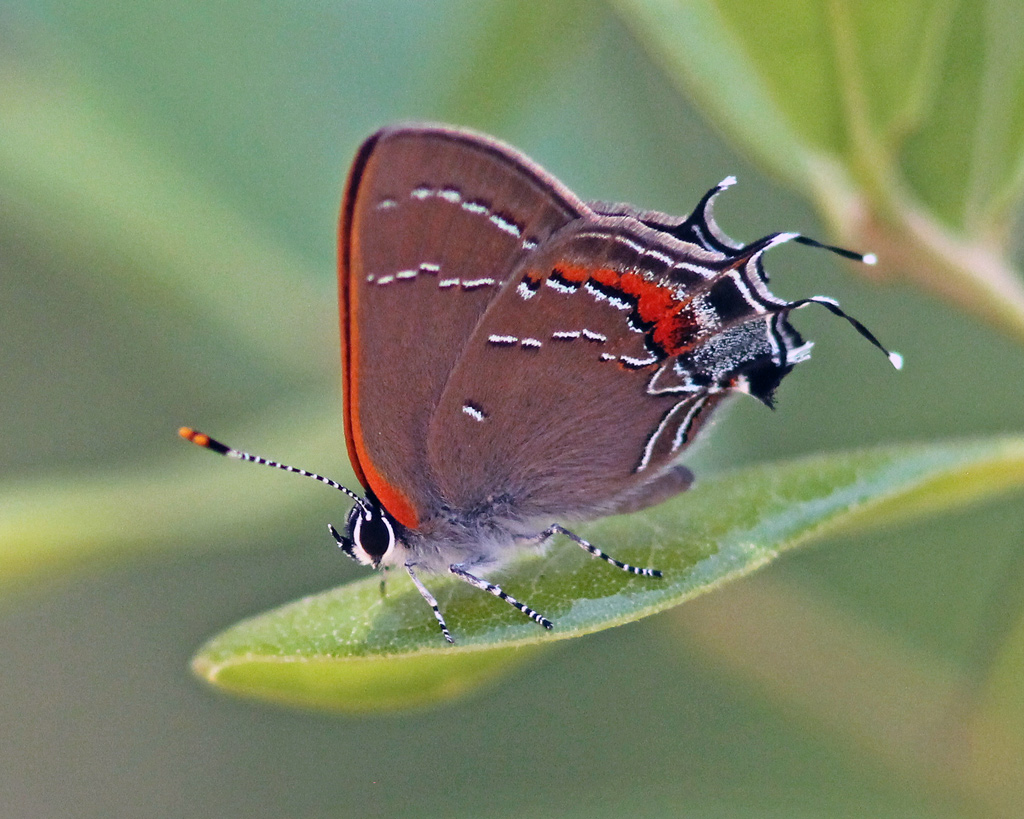 Oak hairstreak butterfly, Satyrium favonius