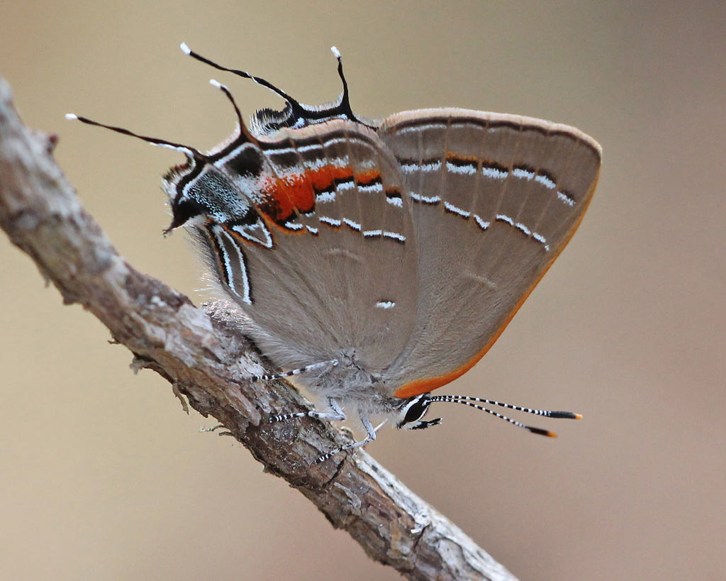 Oak hairstreak butterfly