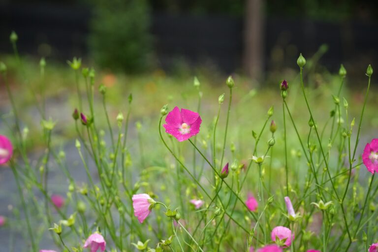 Woodland poppymallow growing in cultivation.