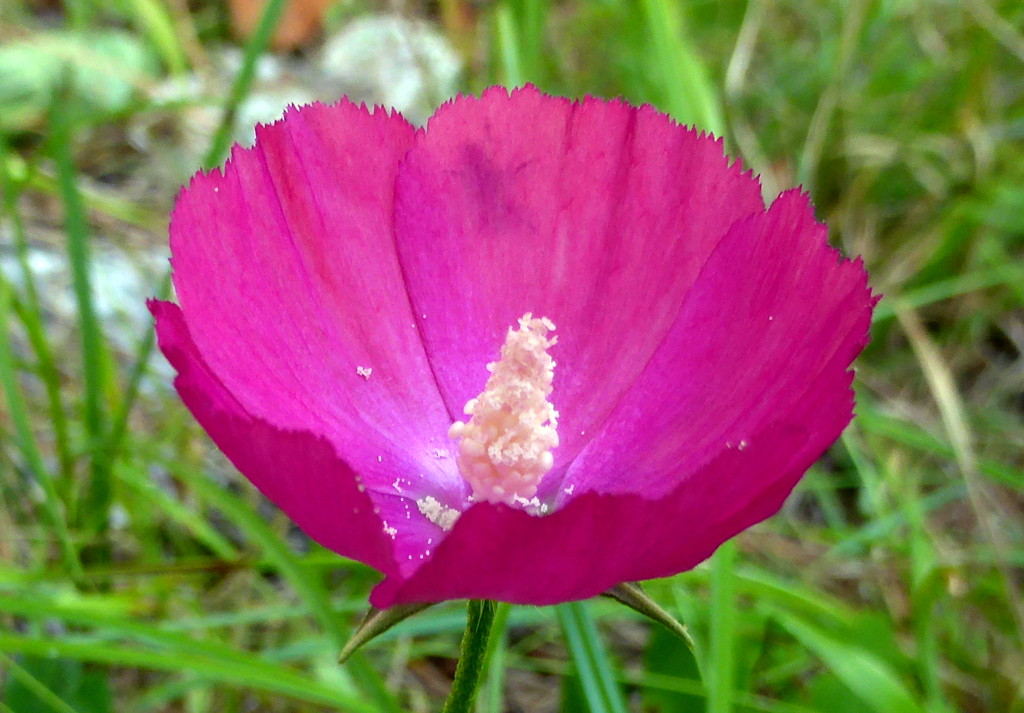 Woodland poppymallow (Callirhoe papaver) by Eleanor Dietrich