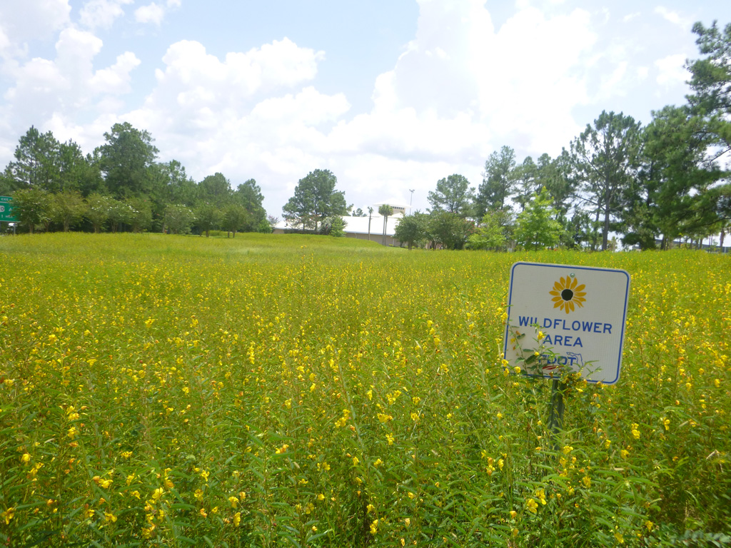 Wildflowers at Escambia County Welcome Center at I-10
