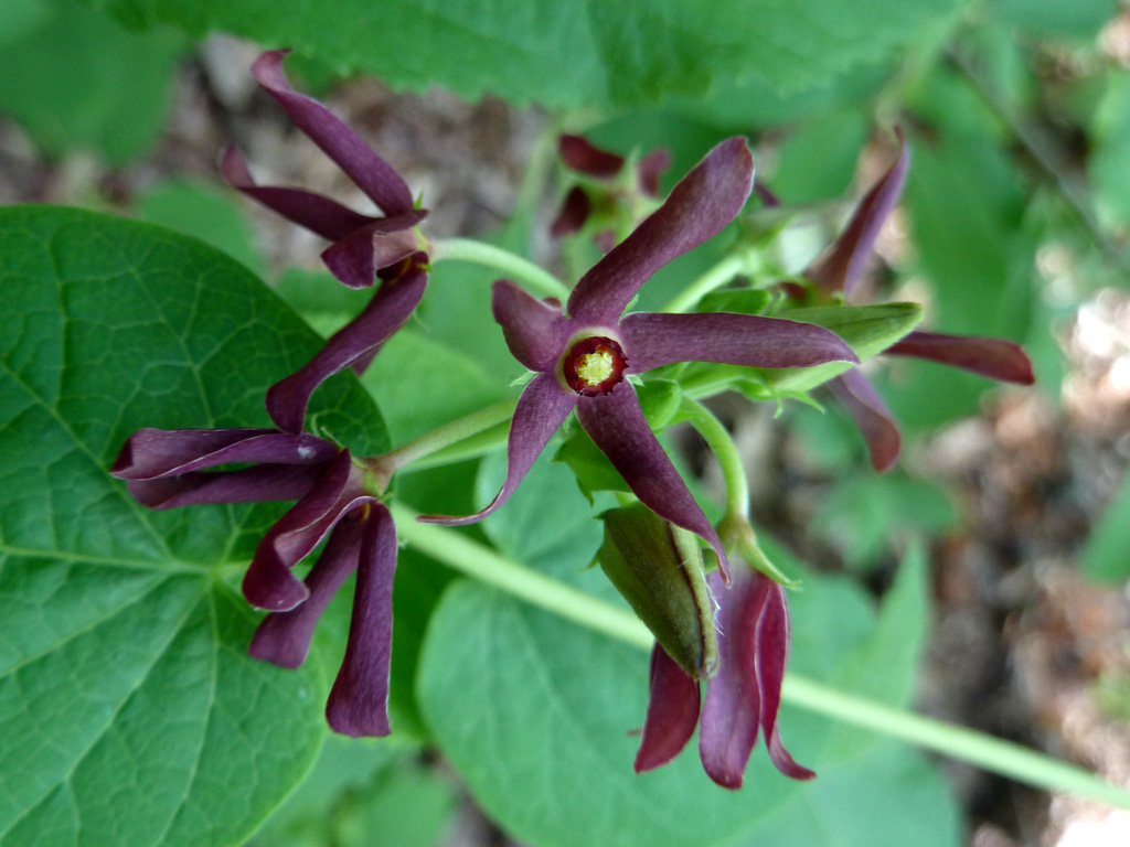 Florida milkvine, Matelea floridana