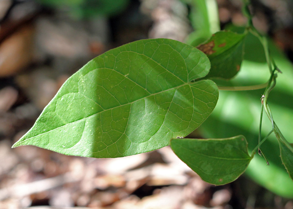 Florida milkvine leaves