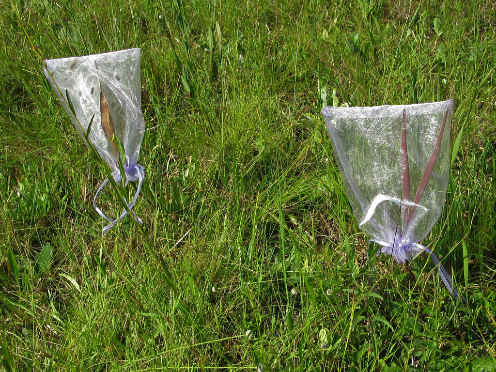 Bags over milkweed seed pods to capture seeds