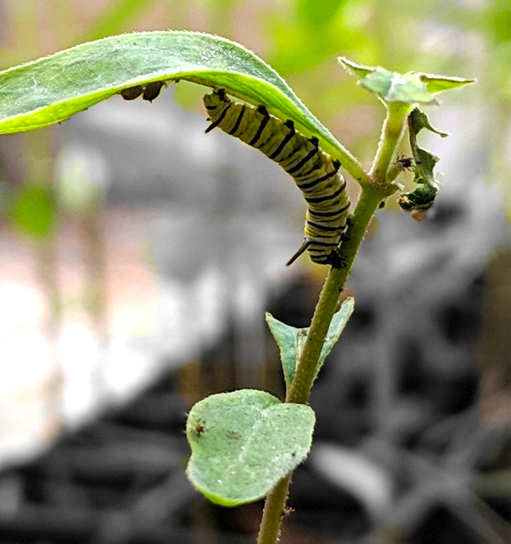 Monarch caterpillar