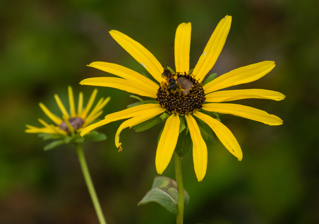 Softhair coneflower, Rudbeckia mollis