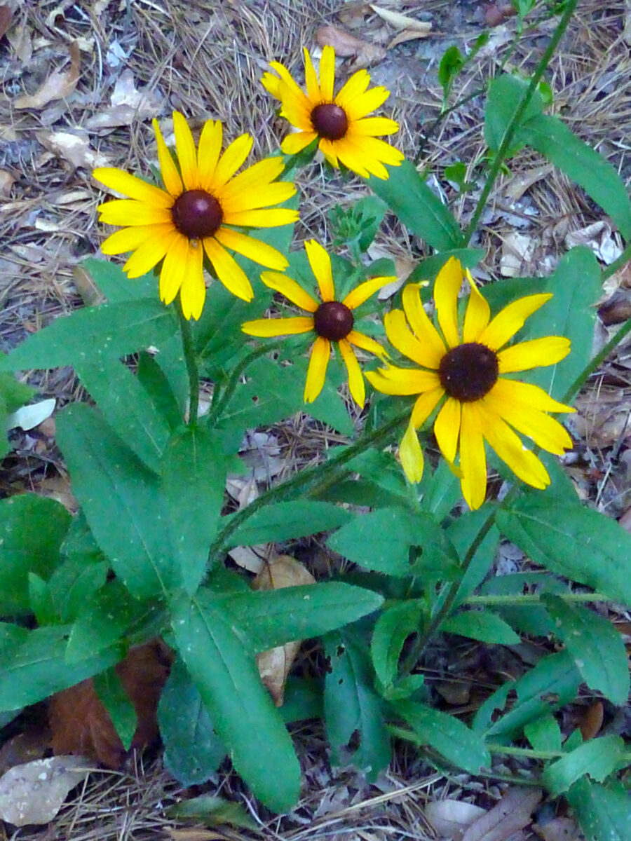 Softhair coneflower in a planted landscape. 