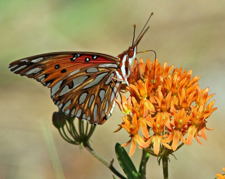 Summer is Milkweed Season