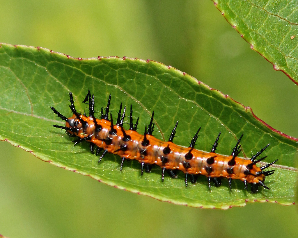 Gulf fritillary caterpillar