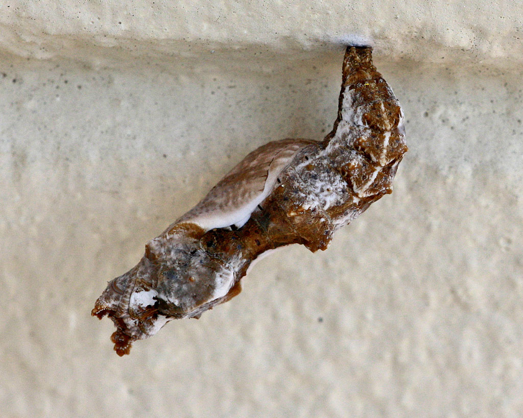 Gulf fritillary pupa