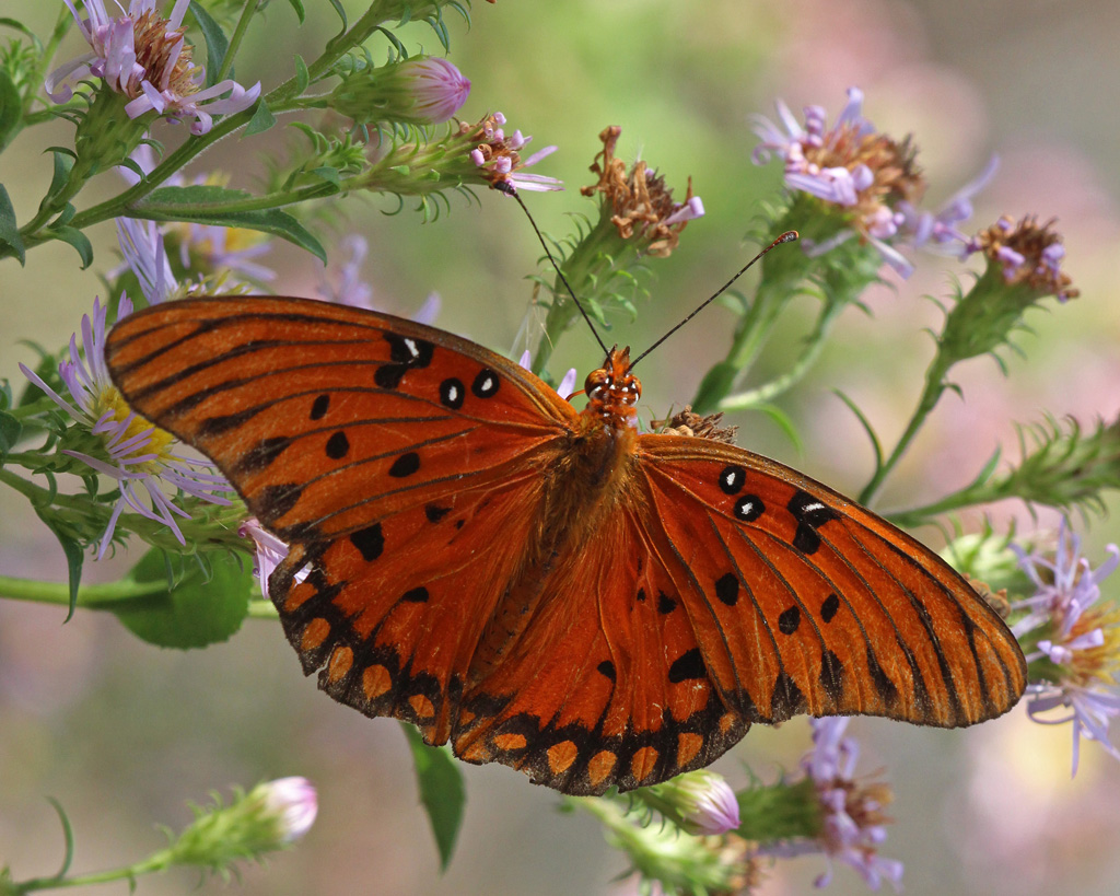 Gulf fritillary on Elliott's aster, Symphyotrichum elliottii