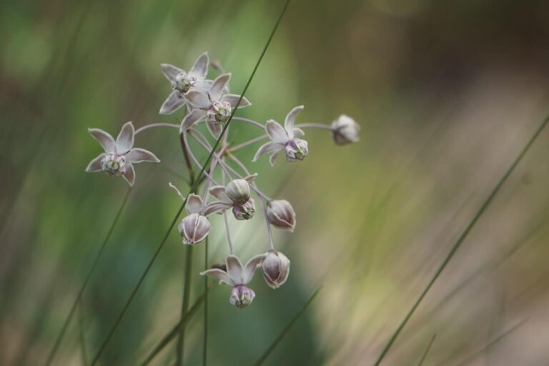 Carolina milkweed
