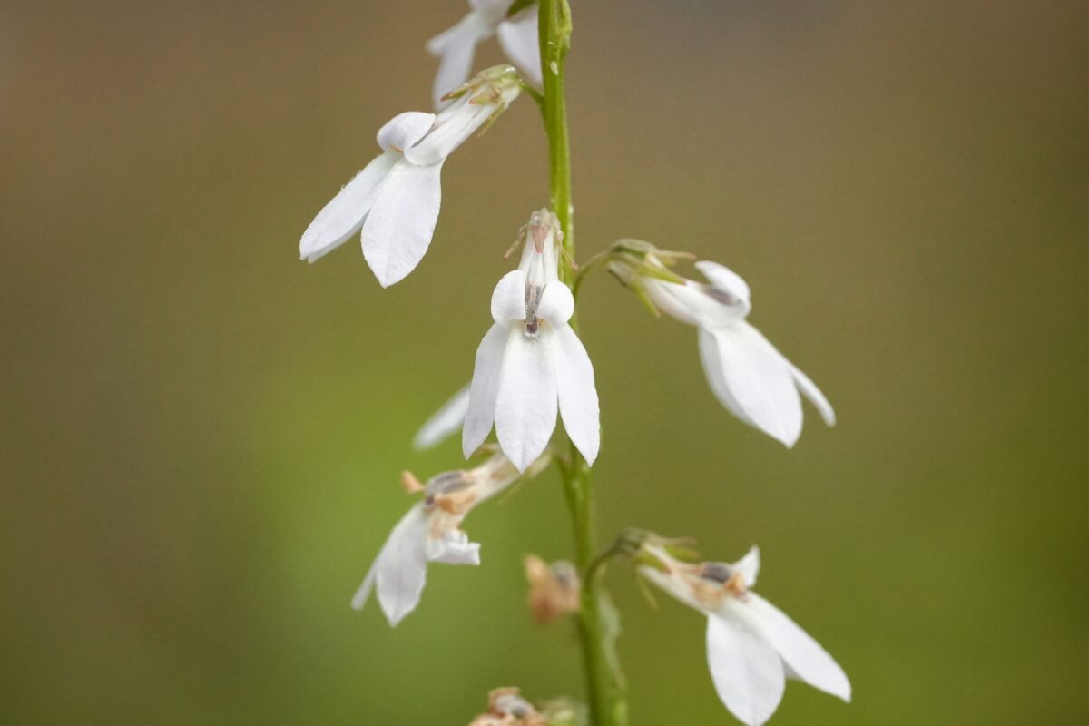 White lobelia in flower.