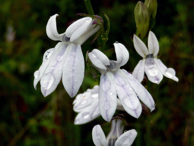 White lobelia