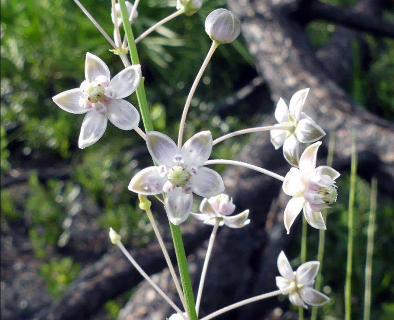 Carolina milkweed