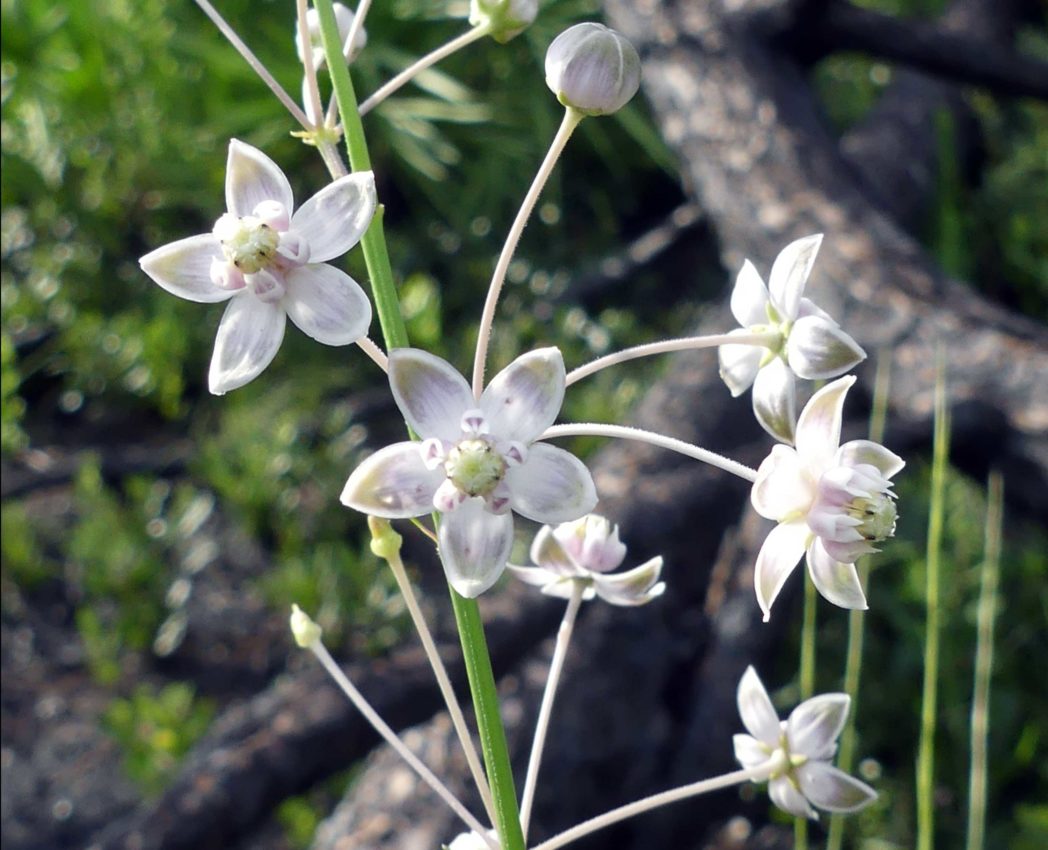 Carolina milkweed, Asclepias cinerea