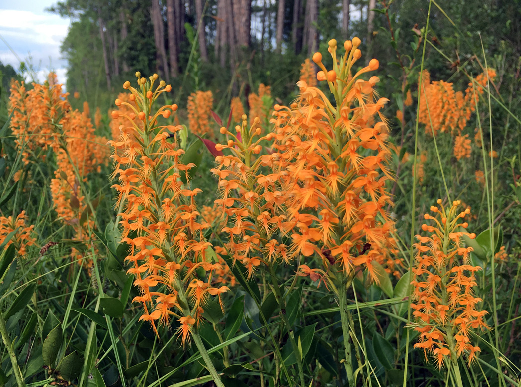 Roadside patch of Chapman's fringed orchid, Platanthera chapmanii