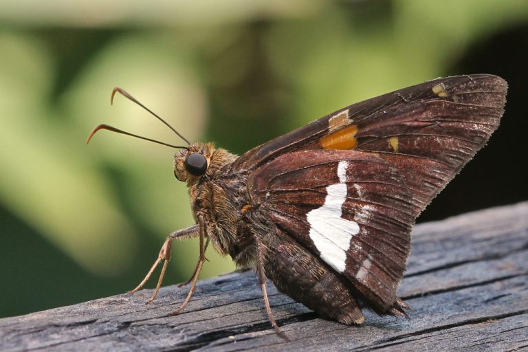 Silver-spotted skipper