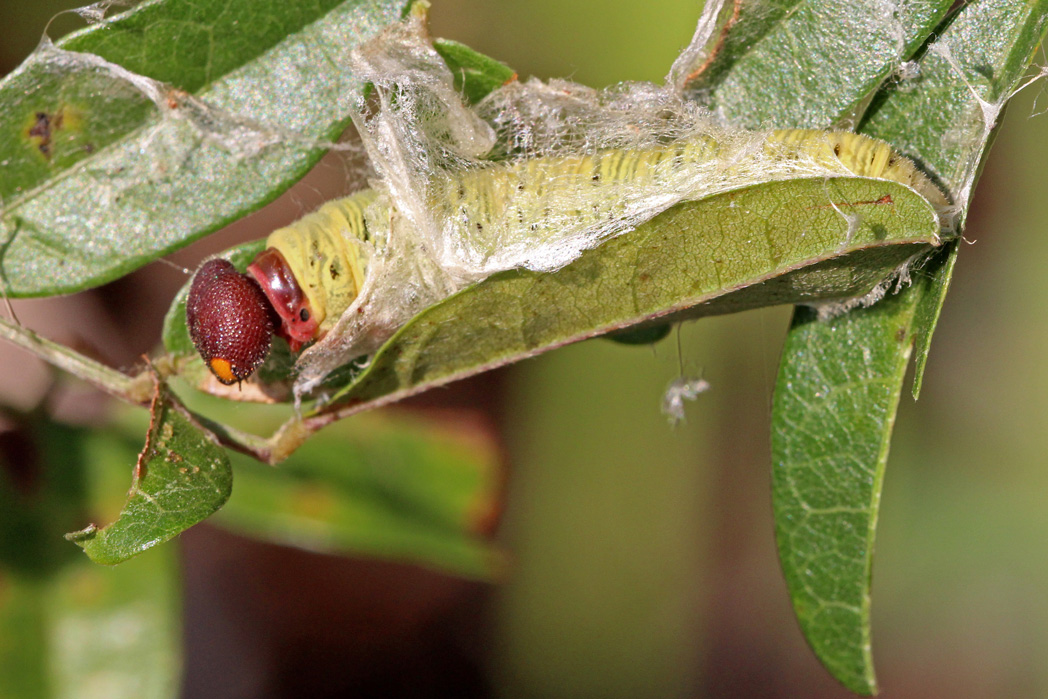 Silver-spotted skipper larva