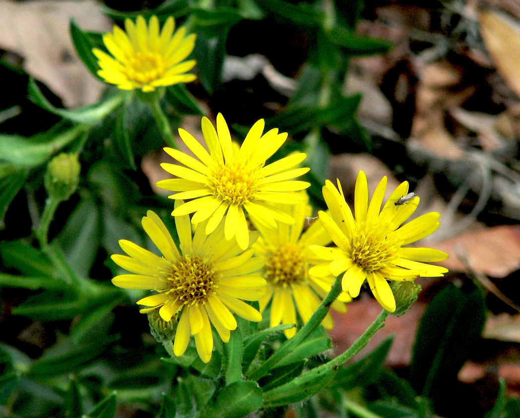 Maryland goldenaster, Chrysopsis mariana