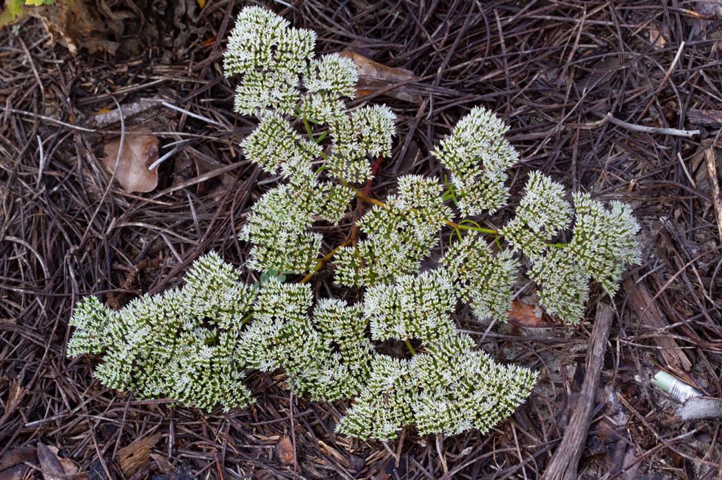 Sandsquares, Paronychia rugelii