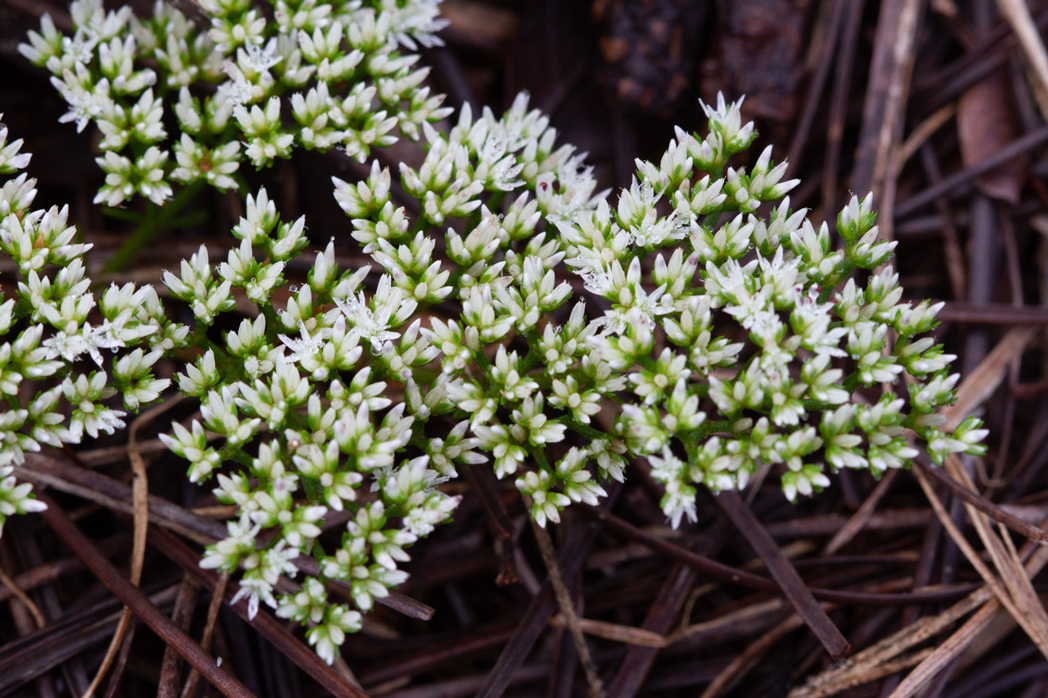 Sandsquares, Paronychia rugelii