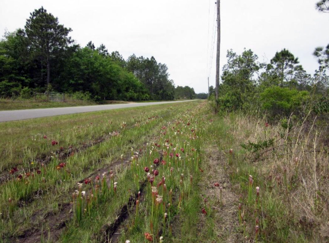 roadside wildflowers