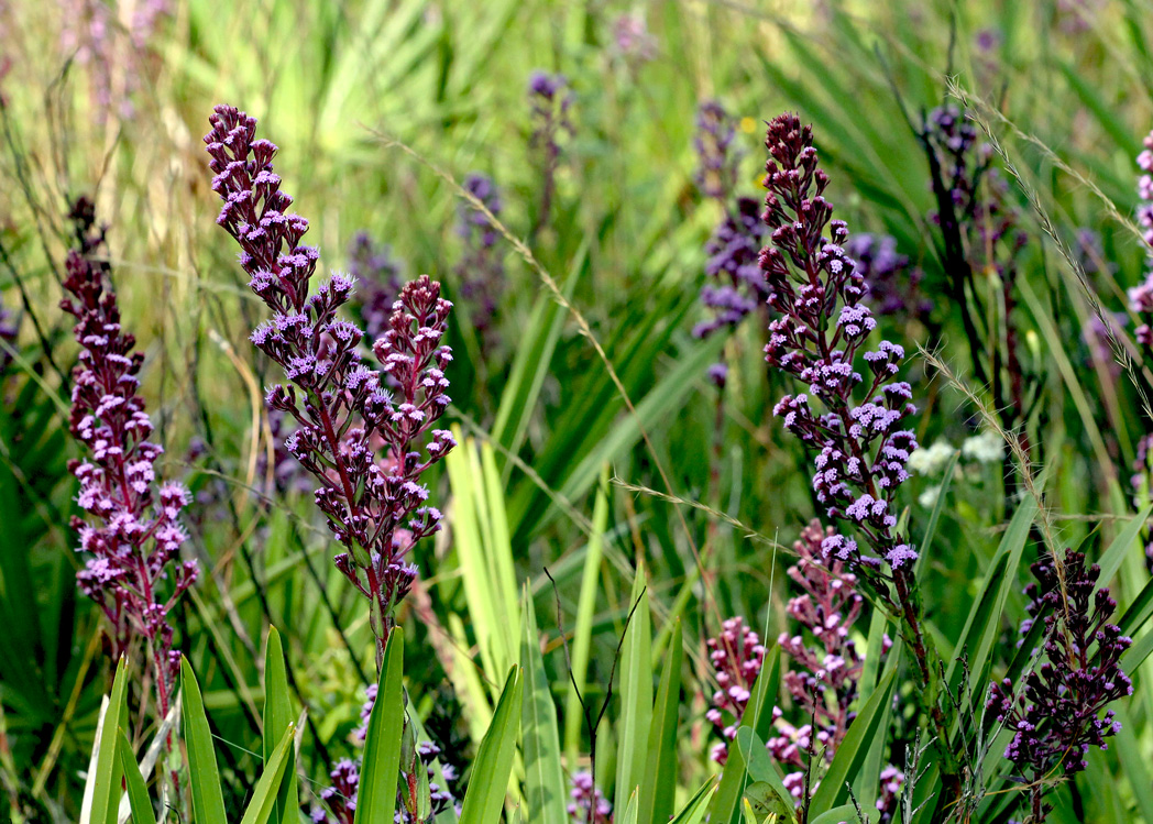 Hairy chaffhead, Carphephorus paniculatus