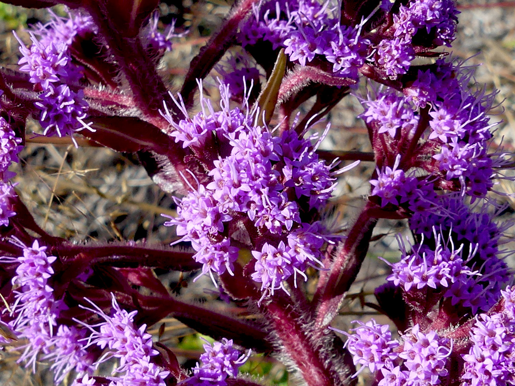 Hairy chaffhead, Carphephorus paniculatus