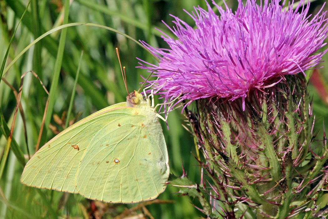 Cloudless sulphur on thistle