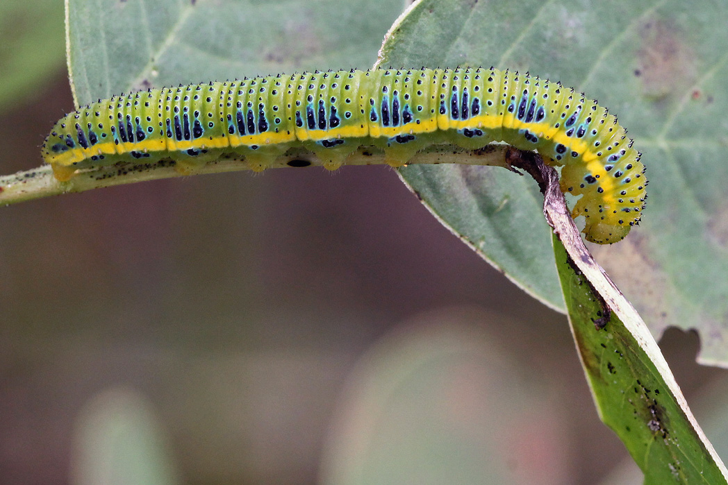 Cloudless sulphur caterpillar